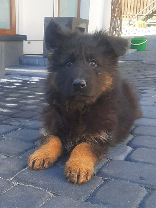 Owczarek niemiecki długowłosy