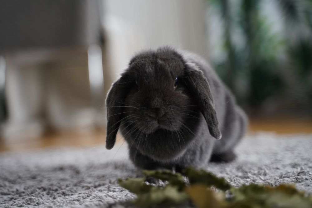 Królik mini lop minilop samica samiczka