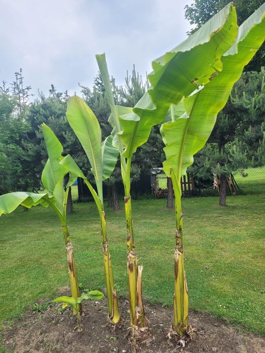 Sprzedam bananowce Musa basjoo