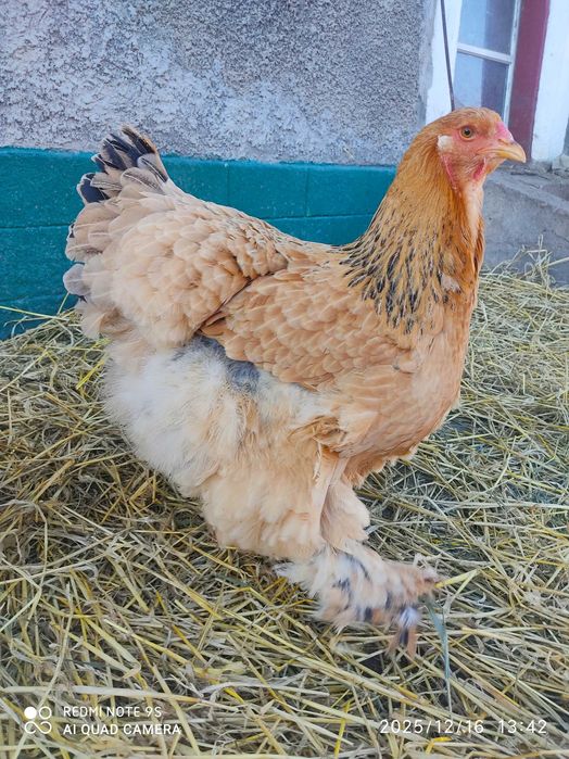 Продам кури Брама Палева, сім'я півня