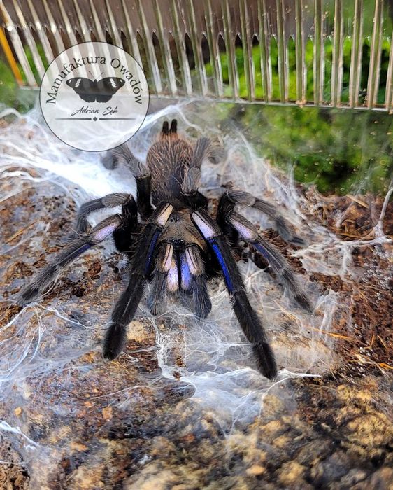 Ptasznik Chilobrachys natanicharum (sp.Electric blue) L3