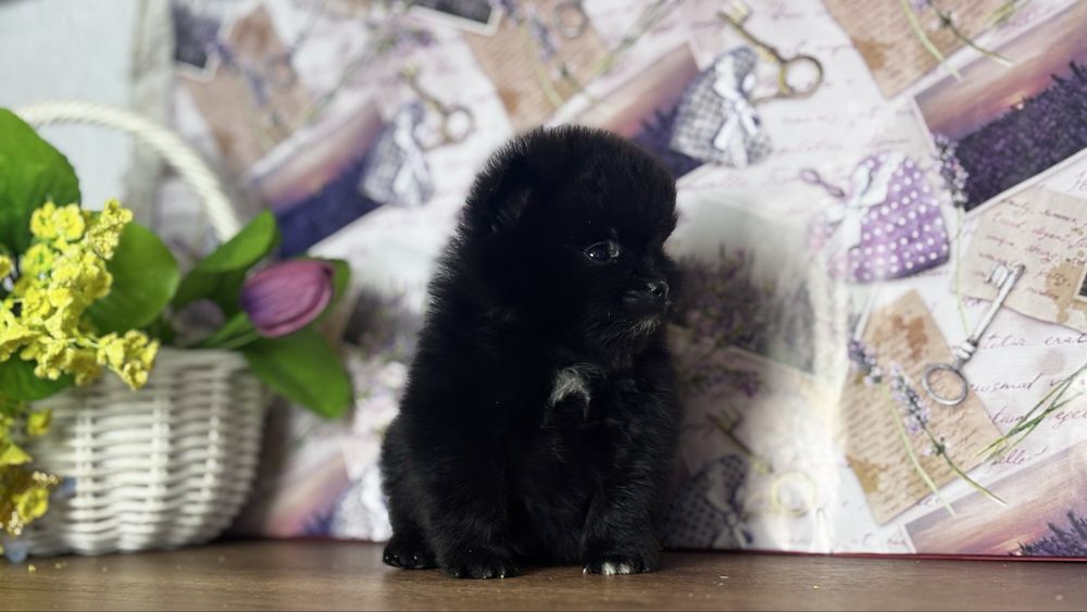 хлопчик шоу класу ти ведмедик