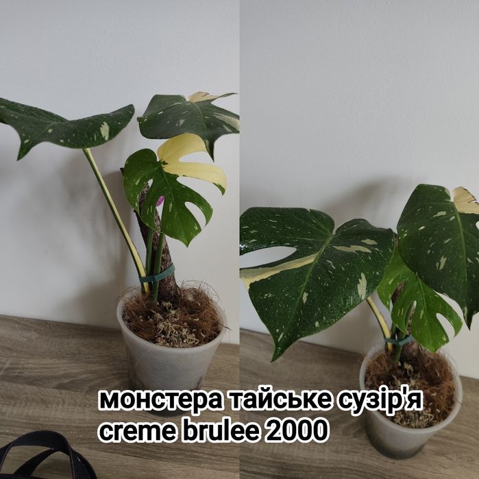 Рослини з горщиками крупногабарит