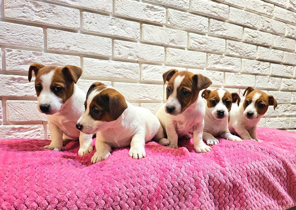 Jack russell terrier- śliczne