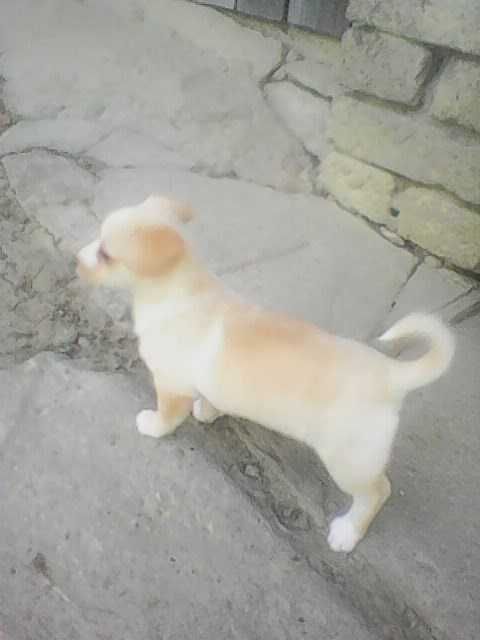 Oddam dwie małe suczki