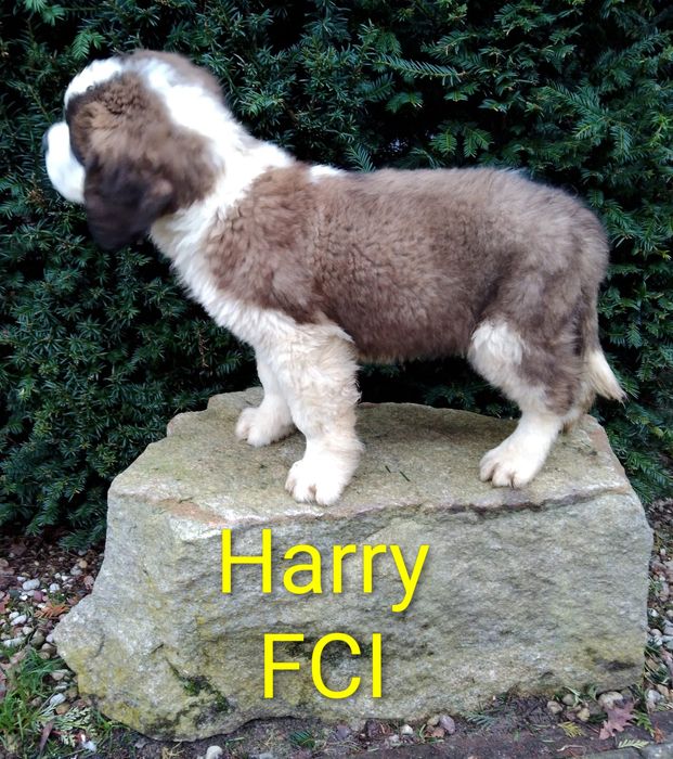 Bernardyn długowłosy szczenię FCI ZKwP
