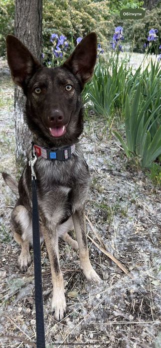 Отдам в хорошие руки