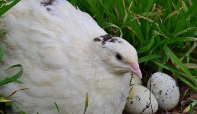 Перепелини яйечко