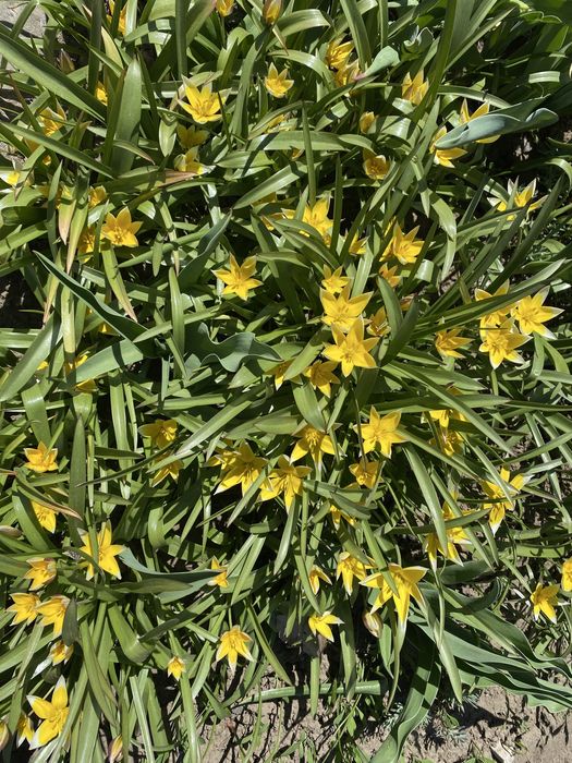 Тюльпан ботанічний жовтий