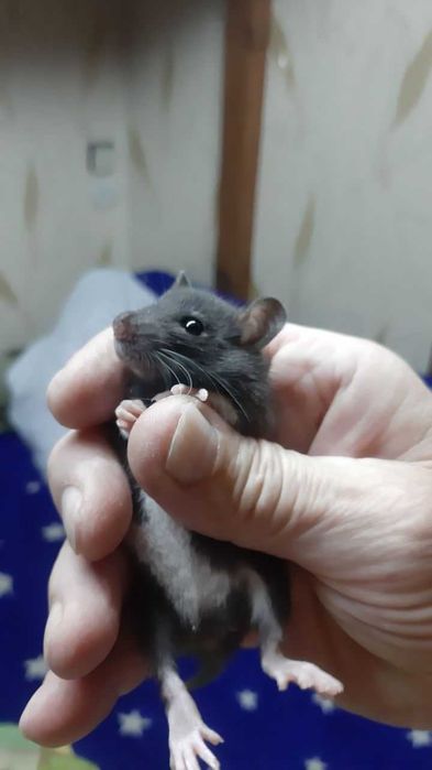 Продам ручных месячных крысят