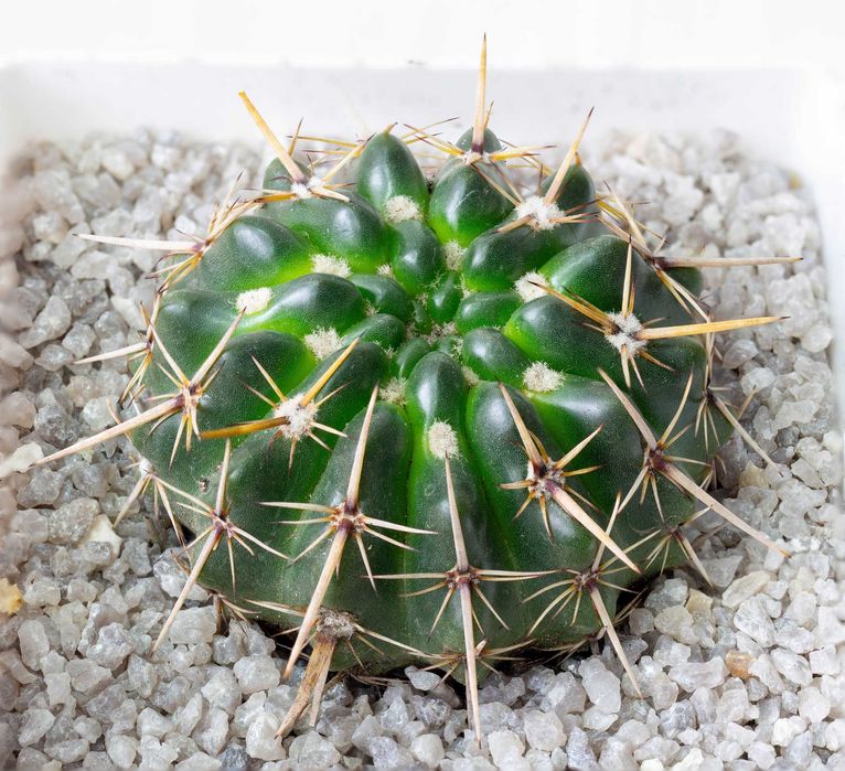 Крупный песок кварц гранит гравий камешки 2-5 мм для кактусов растений