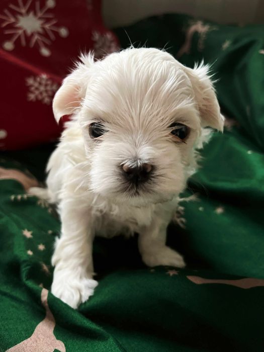 Maltanczyk ,,suczka,,