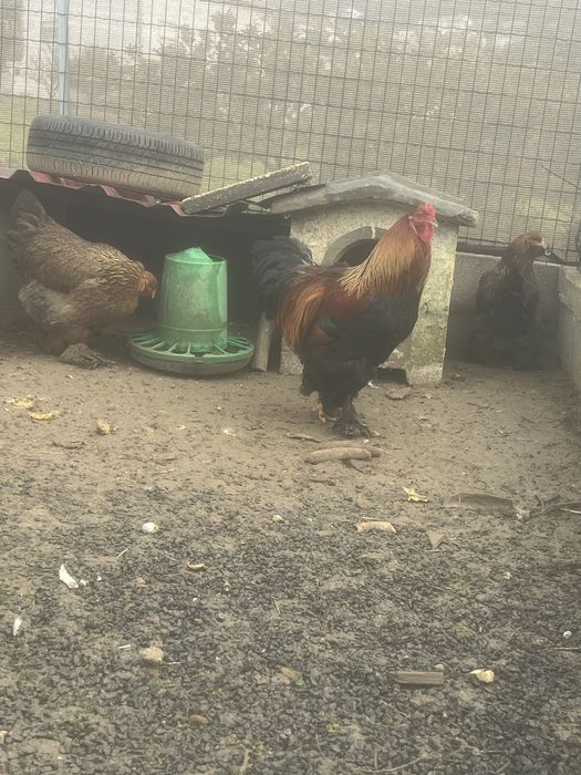 Ovos galados de varias racas