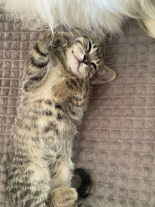 Кошенята шукають добрих господарів