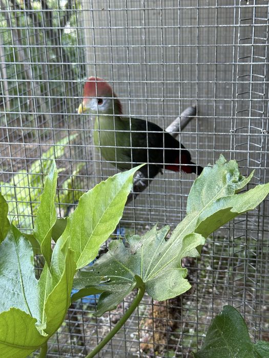 Casais Alario,  Azulao  e macho turaco