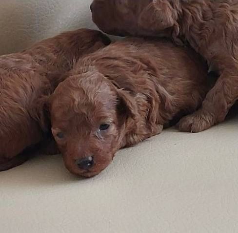 Вязка хлопчика Той Пудель