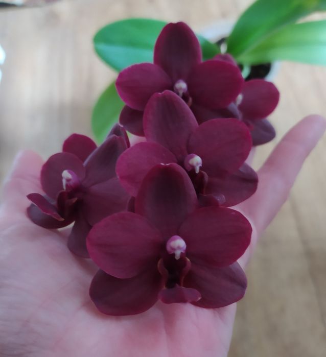 Продам орхідею black bird 2015р.