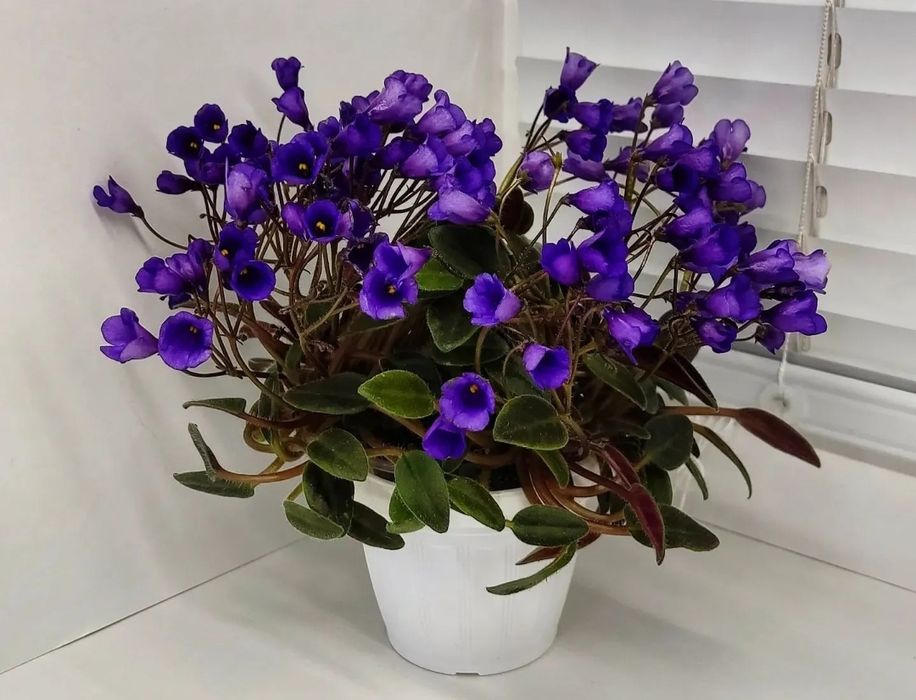Vallarta Campanas Moradas (G.Beck) fiołek mini trailer