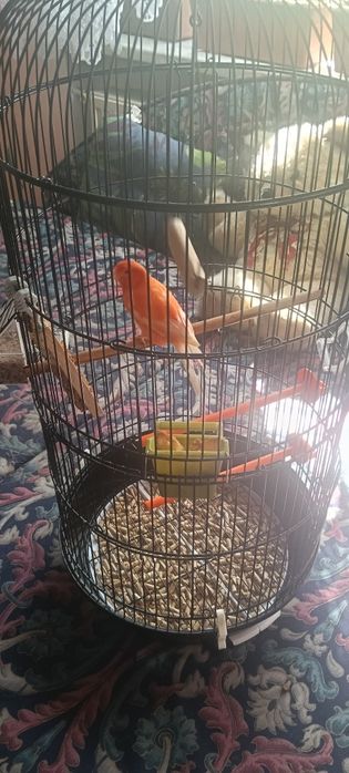 Kanarek samiec sprzedam