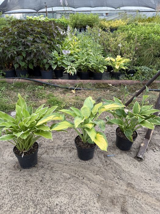 Funkia, hosta doniczka 3l