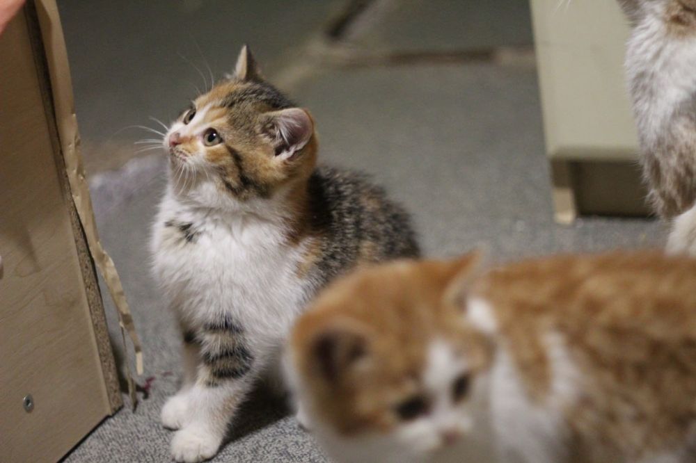 Котята в поисках дома
