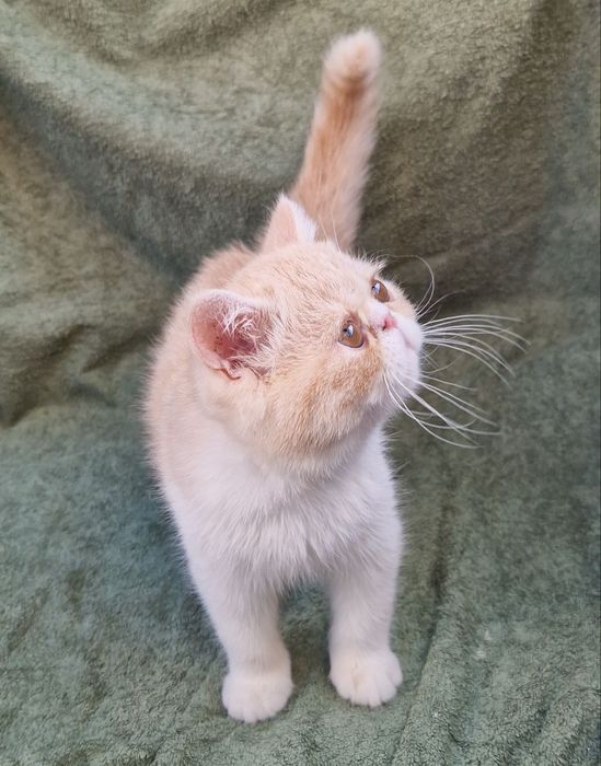 Продається котик Екзот