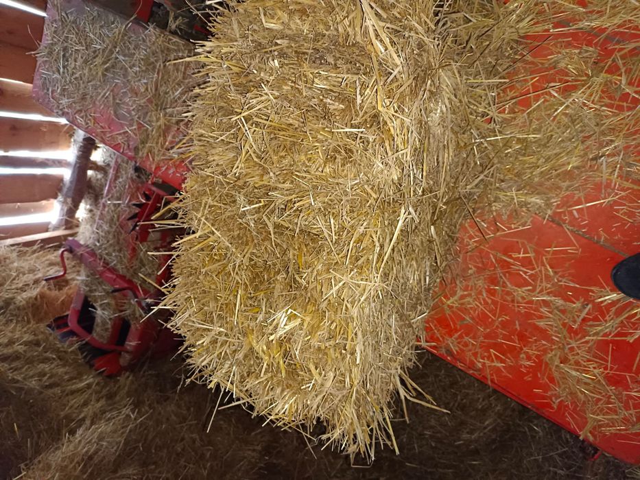 Słoma do sprzedania