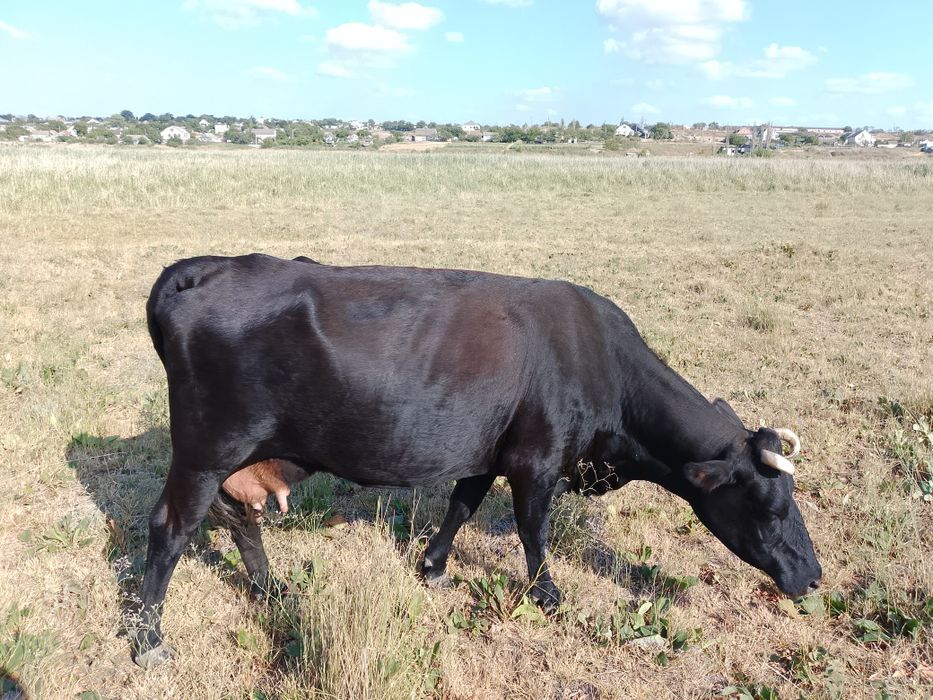 Коровы бычки телочки