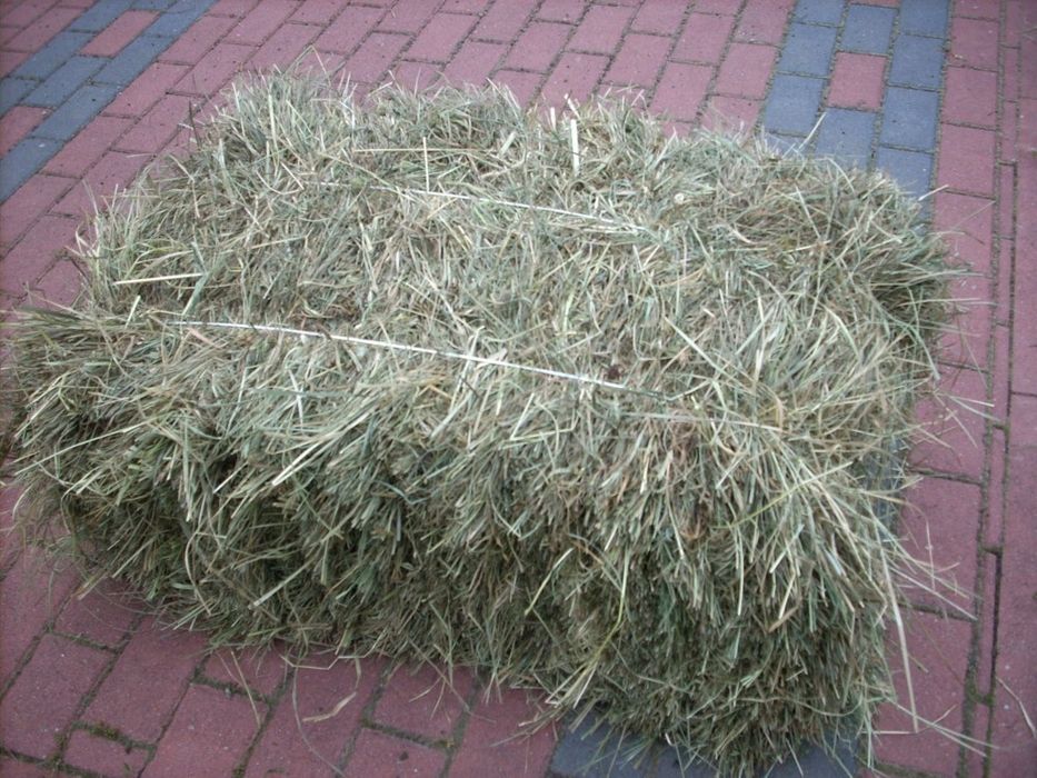 Siano w kostkach (dla królików,gryzoni,koni)