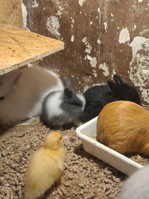 Coelho anão holandês