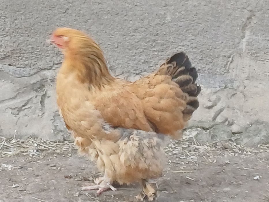 Sprzedam kure ..  . .