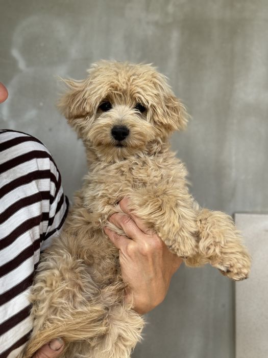 Той пудель мальтіпу хлопчик не линяє, гіпоалергенна шерсть