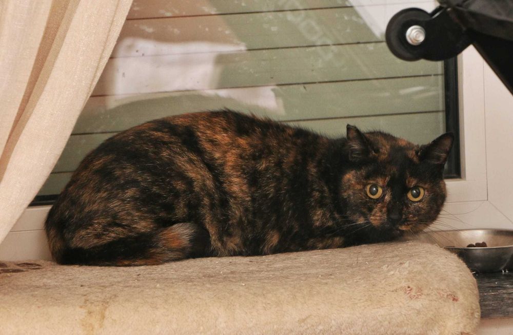 ESTERILIZADA | Gata adulta disponível para adoção responsável