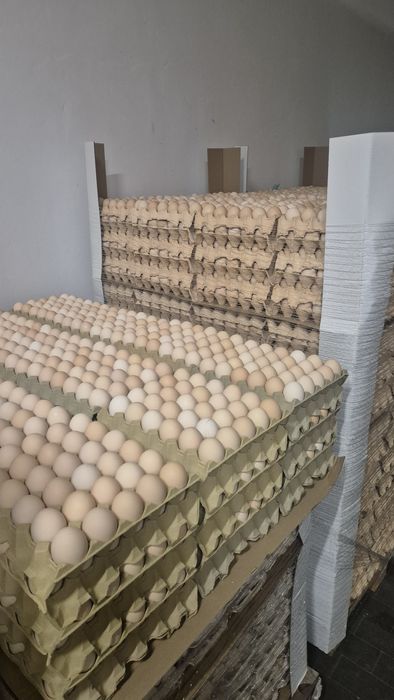 Świeże jajka,jaja