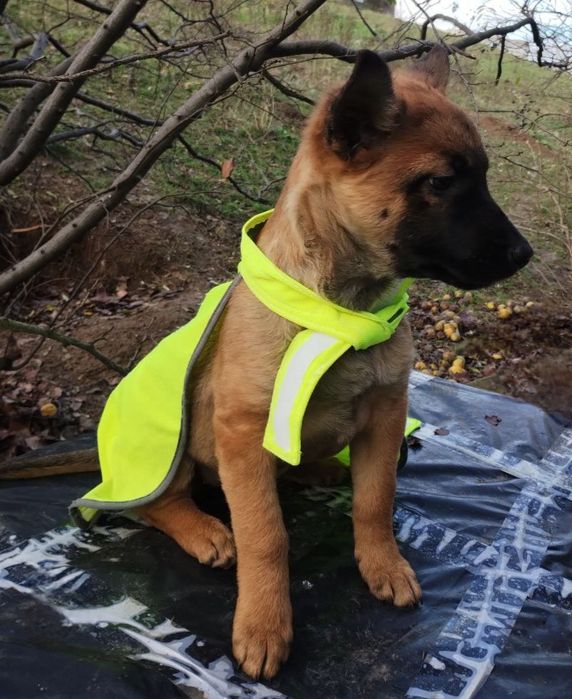 Отдам даром в добрые руки щенков