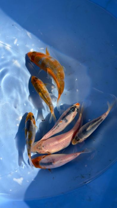 Carpas koi 10 a 12 cm