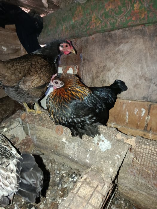 Инкубационное яйцо бентамок