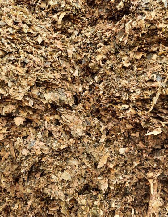 Kiszonka z kukurydzy pasza kukurydza bele