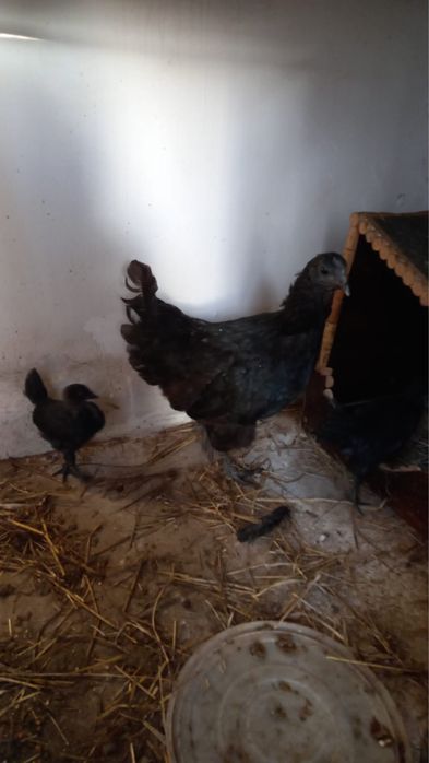 Galinhas ayam cemani (Ovos)