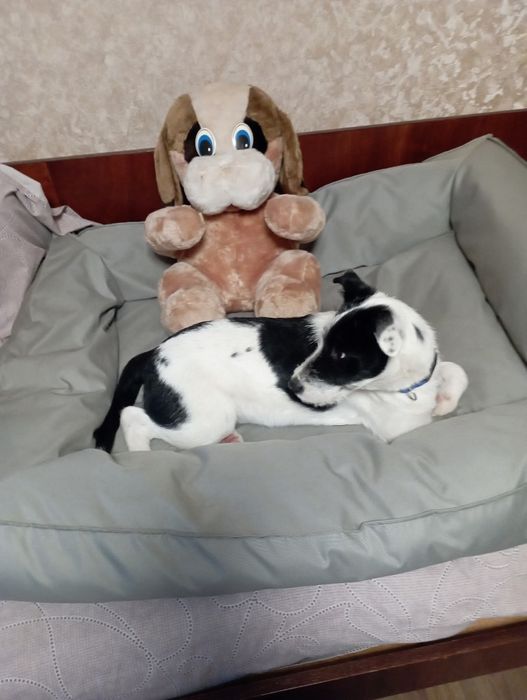 Отдам щенка-подростка