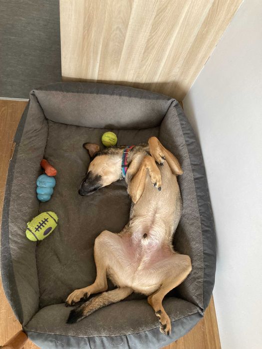 Piękny i mądry Bruno potrzebuje nowego domu Przebywa w Tychach (śląsk)