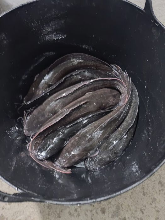 Сом кларієвий, африканський