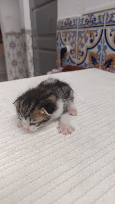Gatinhos bebés para adoção