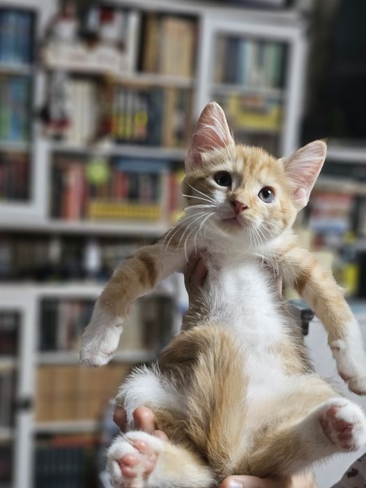 Двух кольоровий хлопчип