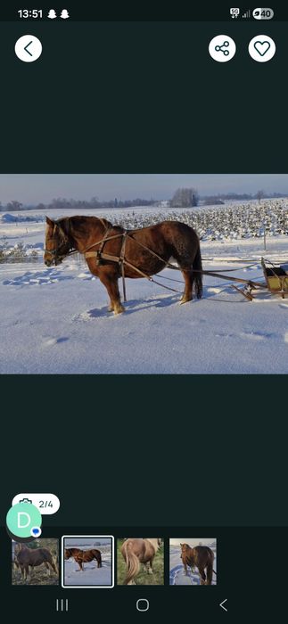 Duże Klacze ze źrebakami