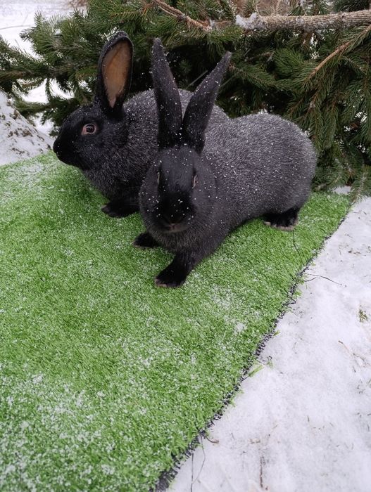 Кролі породи Полтавське срібло