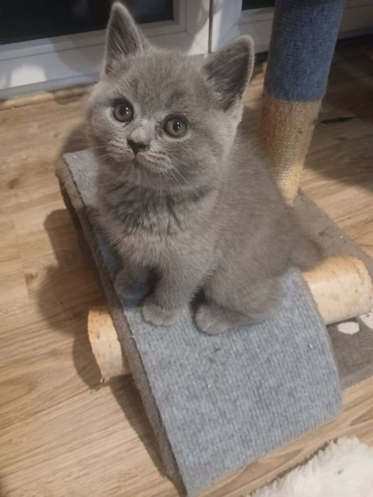 Kocurek Brytyjski krótkowłosy błękitny