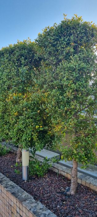 Eugénia em sebe já formada