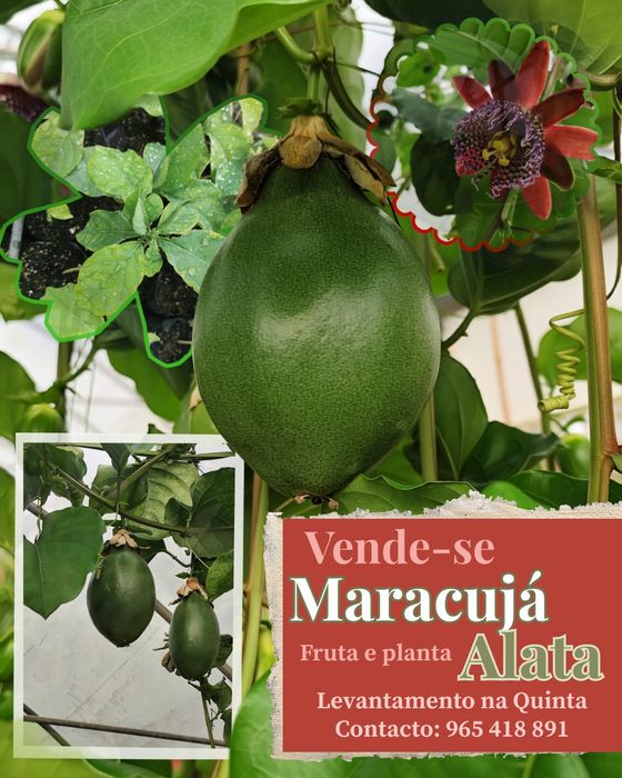Maracuja fruta e olantas disponíveis