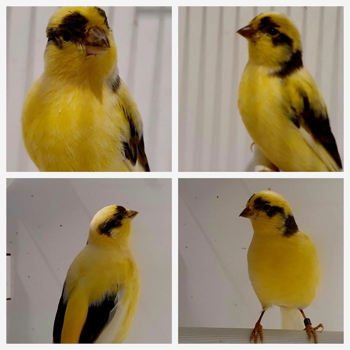 kanarki mini border w Twojej okolicy? Sprawdź kategorię Zwierzęta